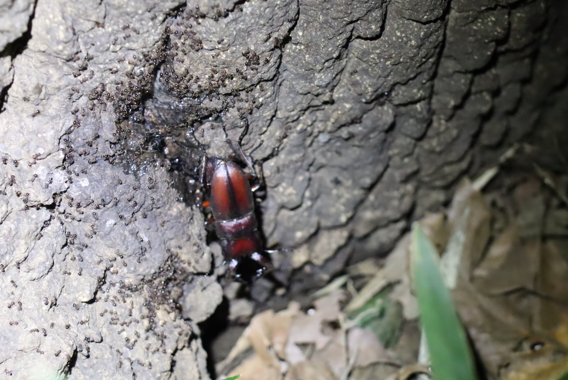 ノコギリクワガタのペア_No.1のクヌギ_クワガタ達のオアシス_2023年8月28日19時25分 気温29.7度